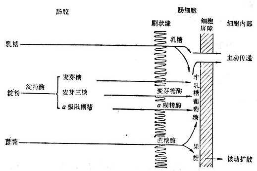 linchuangyingyangxue135.jpg