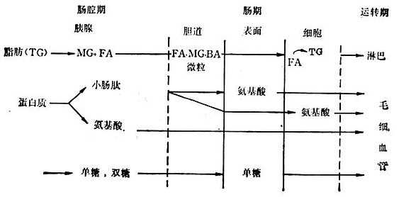 linchuangyingyangxue139.jpg