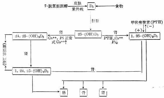 linchuangyingyangxue106.jpg