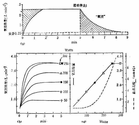 不同强度运动的氧耗量变化过程图解 