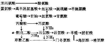 非必需氨基酸的合成 