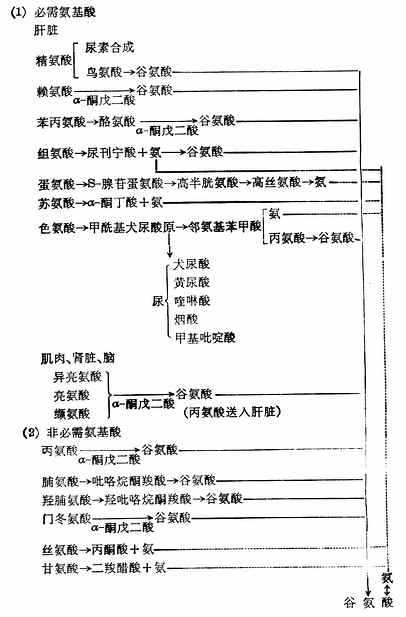  氨基酸主要降解场所与产物