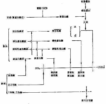  胃肠道内蛋白质的消化