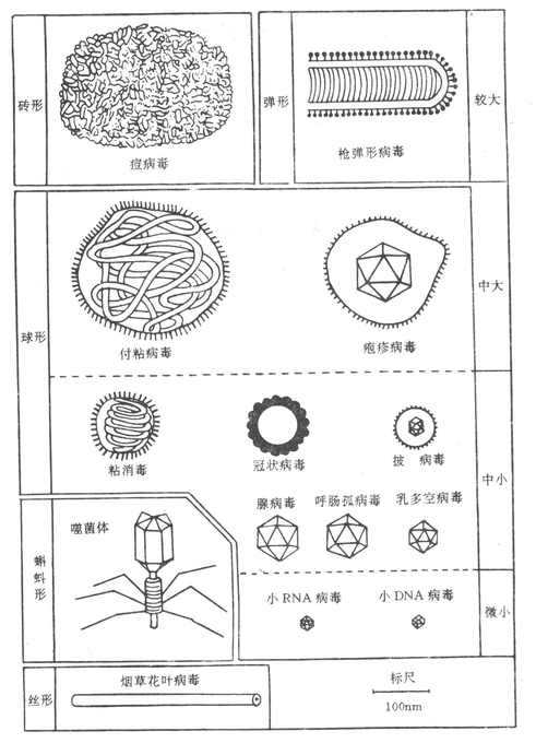 yixueweishengwuxue033.jpg