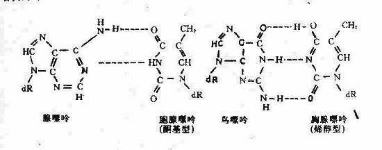 yixueweishengwuxue017.jpg