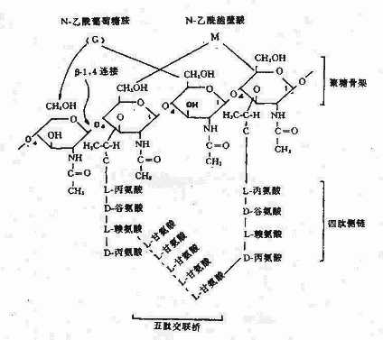 yixueweishengwuxue003.jpg