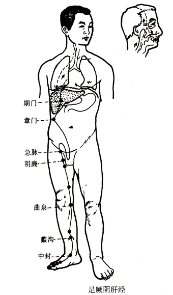 足厥阴肝经.jpg