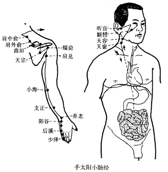 手太阳小肠经.jpg