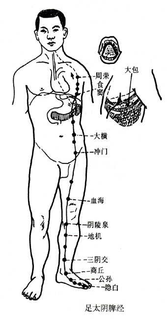 足太阴脾经.jpg