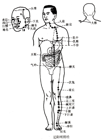 足阳明胃经.jpg