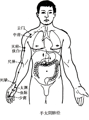 手太阴肺经.jpg